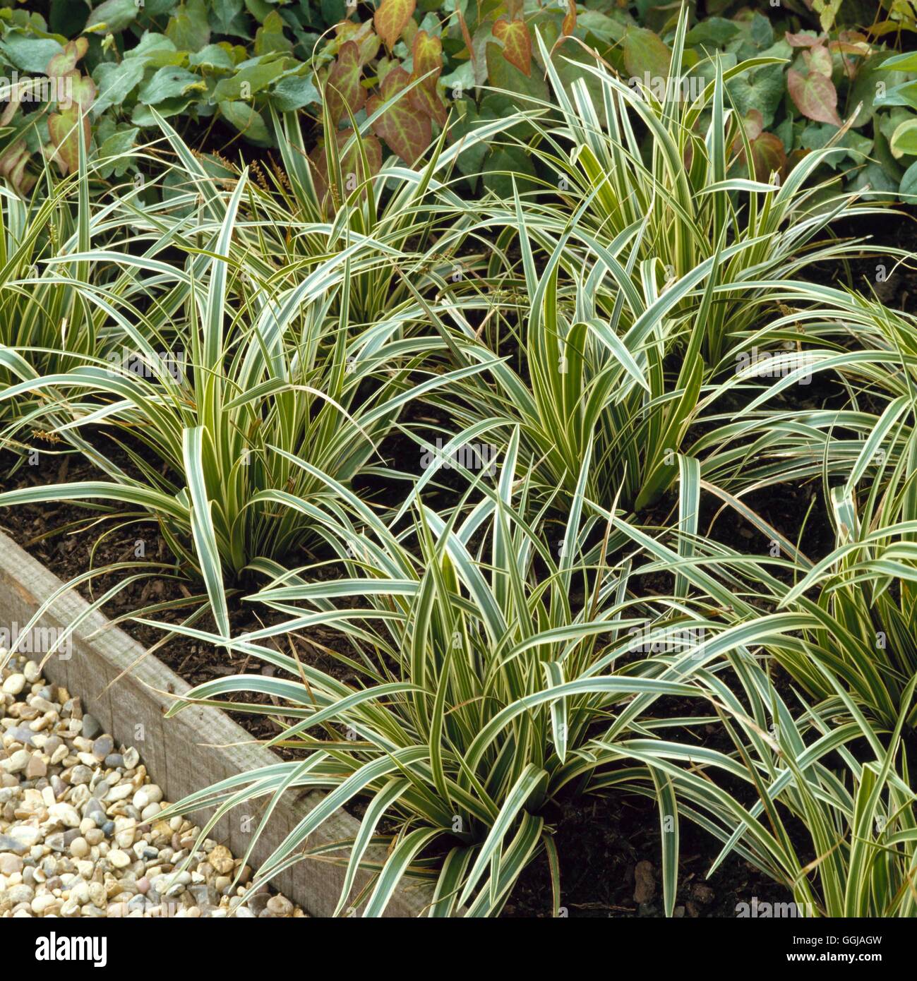 Carex morrowii - `Variegata'   GRA022719 Stock Photo